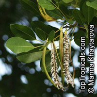 Tabebuia pallida, Tabebuia heterophylla subsp. pallida , White Wood, Pale Pink Trumpet Tree

Click to see full-size image