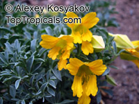 Tropaeolum polyphyllum, Wreath Nasturtium, Andean Nasturtium

Click to see full-size image