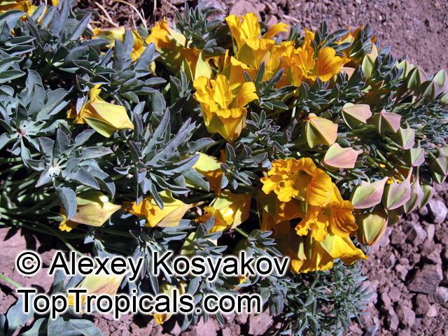 Tropaeolum polyphyllum, Wreath Nasturtium, Andean Nasturtium
