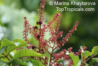 Paranephelium macrophyllum, Paranephelium

Click to see full-size image