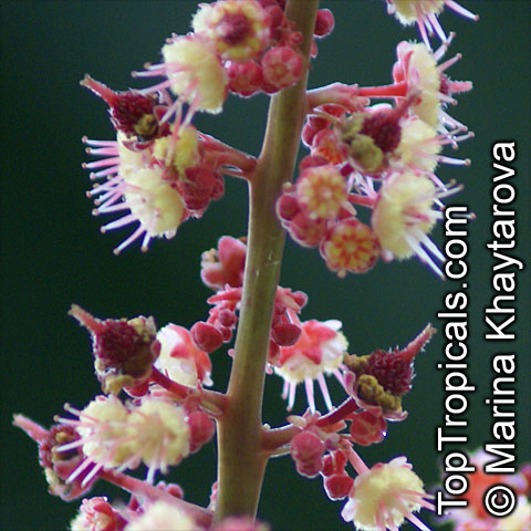 Paranephelium macrophyllum, Paranephelium