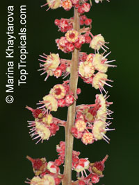 Paranephelium macrophyllum, Paranephelium

Click to see full-size image