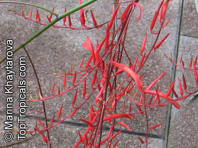 Pitcairnia angustifolia, Pitcairnia