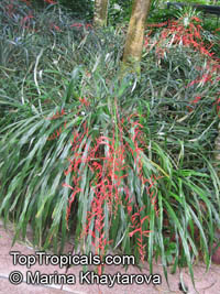 Pitcairnia angustifolia, Pitcairnia

Click to see full-size image