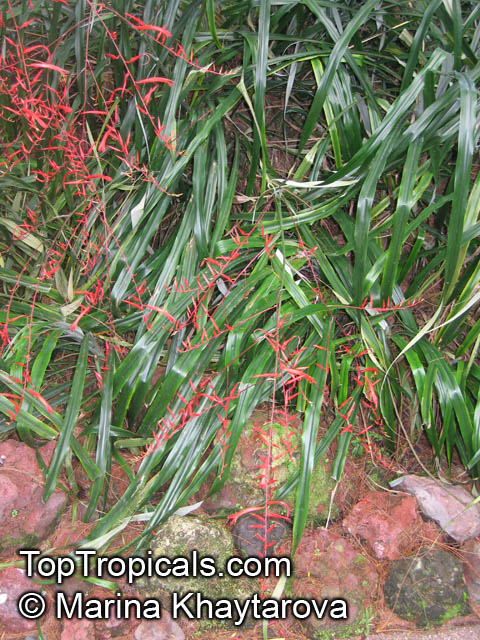 Pitcairnia angustifolia, Pitcairnia