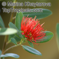 Xanthostemon youngii, Crimson Penda

Click to see full-size image