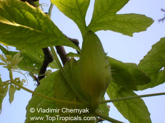 Cyclanthera pedata, Momordica pedata, Caigua, Wild Cucumber, Stuffing Cucumber