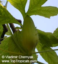 Cyclanthera pedata, Momordica pedata, Caigua, Wild Cucumber, Stuffing Cucumber

Click to see full-size image
