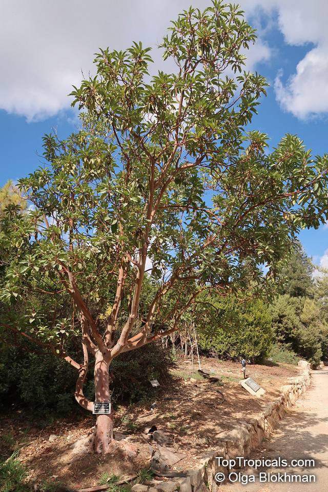 Arbutus sp., Strawberry Tree, Madrone
