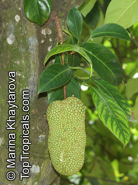 Artocarpus integer, Chempedak, Jack-edak