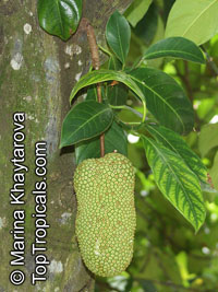 Artocarpus integer, Chempedak, Jack-edak

Click to see full-size image