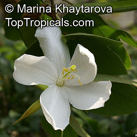 Bauhinia acuminata, Dwarf White Orchid Tree, White Bauhinia, Kaa-long, Snowy Orchid