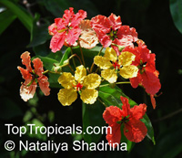 Bauhinia kockiana, Bauhinia coccinea, Phanera coccinea, Red Trailing Bauhinia

Click to see full-size image
