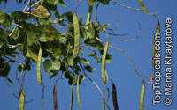Bauhinia purpurea, Phanera purpurea, Orchid Tree, Butterfly Tree

Click to see full-size image