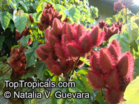 Bixa orellana, Lipstick tree, Annato

Click to see full-size image