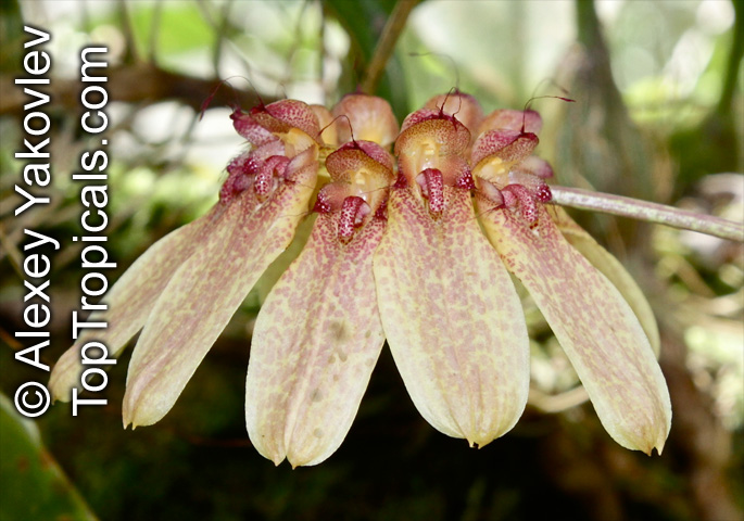 Bulbophyllum sp., Bulbophyllum. Bulbophyllum asperulum