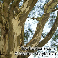Caesalpinia ferrea, Brazilian Ironwood, Leopard Tree

Click to see full-size image