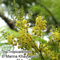 Caesalpinia sappan, Biancaea sappan , Sappanwood, Bukkum-wood, Gango 

Click to see full-size image