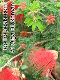 Calliandra californica, Baja Fairy Duster

Click to see full-size image