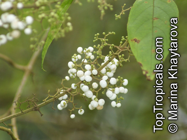 Callicarpa sp., Beautyberry. Callicarpa pedunculata