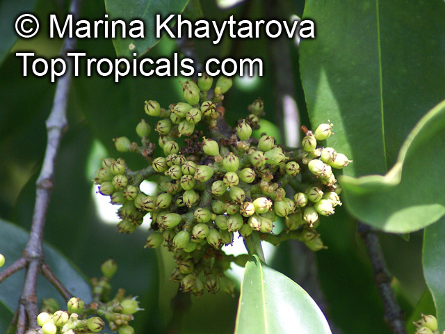 Carallia brachiata, Diatoma brachiata, Petalotoma brachiata, Freshwater Mangrove, Carallia