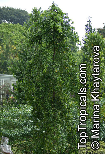 Carallia brachiata, Diatoma brachiata, Petalotoma brachiata, Freshwater Mangrove, Carallia