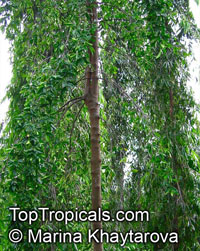 Carallia brachiata, Diatoma brachiata, Petalotoma brachiata, Freshwater Mangrove, Carallia

Click to see full-size image