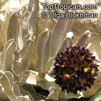Caralluma speciosa, Caralluma

Click to see full-size image