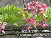 Cassia javanica, Apple Blossom Tree, Apple Blossom Shower

Click to see full-size image