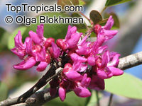 Cercis griffithii, Afghan Redbud, Griffith's Redbud

Click to see full-size image