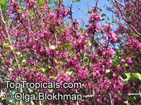 Cercis griffithii, Afghan Redbud, Griffith's Redbud

Click to see full-size image