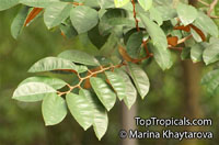Chrysophyllum cainito, Achras caimito, Caimito, Star Apple, Satin Leaf
