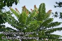 Chukrasia tabularis, Burmese Almondwood, Chickrassy, Chittagong Wood

Click to see full-size image