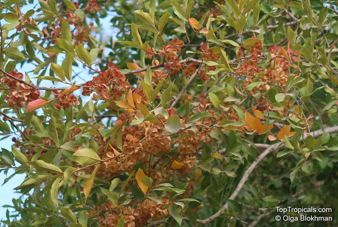 Combretum kraussii , Forest Bushwillow 