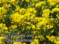 Coronilla valentina, Coronilla glauca, Crown vetch

Click to see full-size image