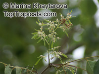 Dalbergia latifolia, Dalbergia emarginata, Black Rosewood, Blackwood Tree, East Indian Rosewood, Indian Blackwood, Indian Rosewood, Malabar Rosewood