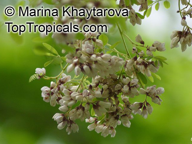 Dalbergia oliveri , Burma Tulipwood, Pinkwood, Tamalan Tree
