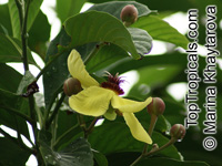 Dillenia excelsa, Wormia excelsa, Simpor Laki

Click to see full-size image
