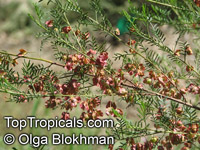 Dodonaea multijuga, Hopseed Bush

Click to see full-size image