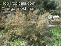 Dodonaea multijuga, Hopseed Bush

Click to see full-size image