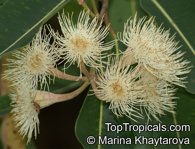 Corymbia ptychocarpa, Eucalyptus ptychocarpa, Swamp Bloodwood, Red Bloodwood, Spring Bloodwood 