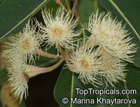 Corymbia ptychocarpa, Eucalyptus ptychocarpa, Swamp Bloodwood, Red Bloodwood, Spring Bloodwood 

Click to see full-size image
