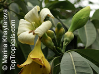 Fagraea auriculata, Fagraea borneensis, Fagraea bracteosa, Fagraea epiphytica, Fagraea javanica, Pelir Musang

Click to see full-size image