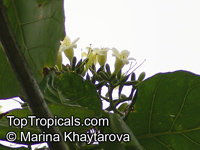 Limahlania crenulata, Fagraea crenulata , Cabbage Tree, Malabera

Click to see full-size image