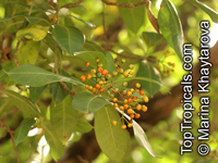 Fagraea fragrans, Cyrtophyllum fragrans, Tembusu, Ironwood

Click to see full-size image