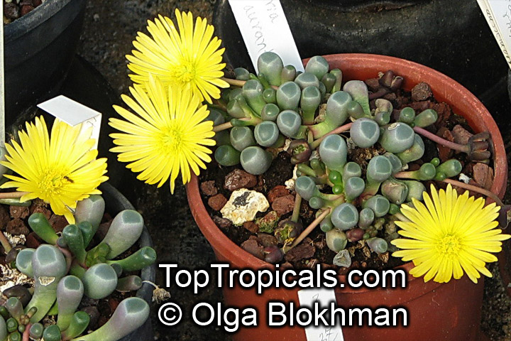 Fenestraria rhopalophylla, Fenestraria aurantiaca, Window Plant. Fenestraria rhopalophylla subsp. aurantiaca