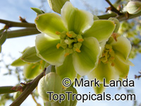 Furcraea sp., Furcraea