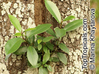 Garcinia gummi-gutta, Garcinia cambogia, Brindleberry, Brindall berry, Gambooge, Malabar Tamarind, Kudam Puli

Click to see full-size image