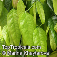 Garcinia nervosa, Mountain Garcinia, Pear Mangosteen

Click to see full-size image