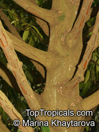 Garcinia xanthochymus, Garcinia tinctoria, Himalayan Garcinia, False mangosteen, Gamboge

Click to see full-size image